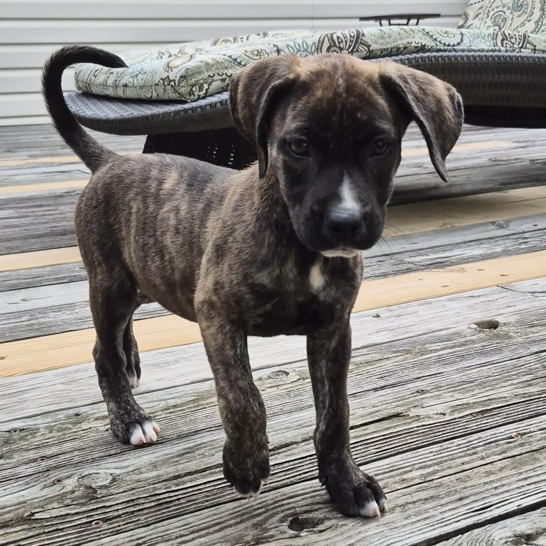 Enlarge Twix, an adopted mixed breed in Ellicott City, MD image 2/5
