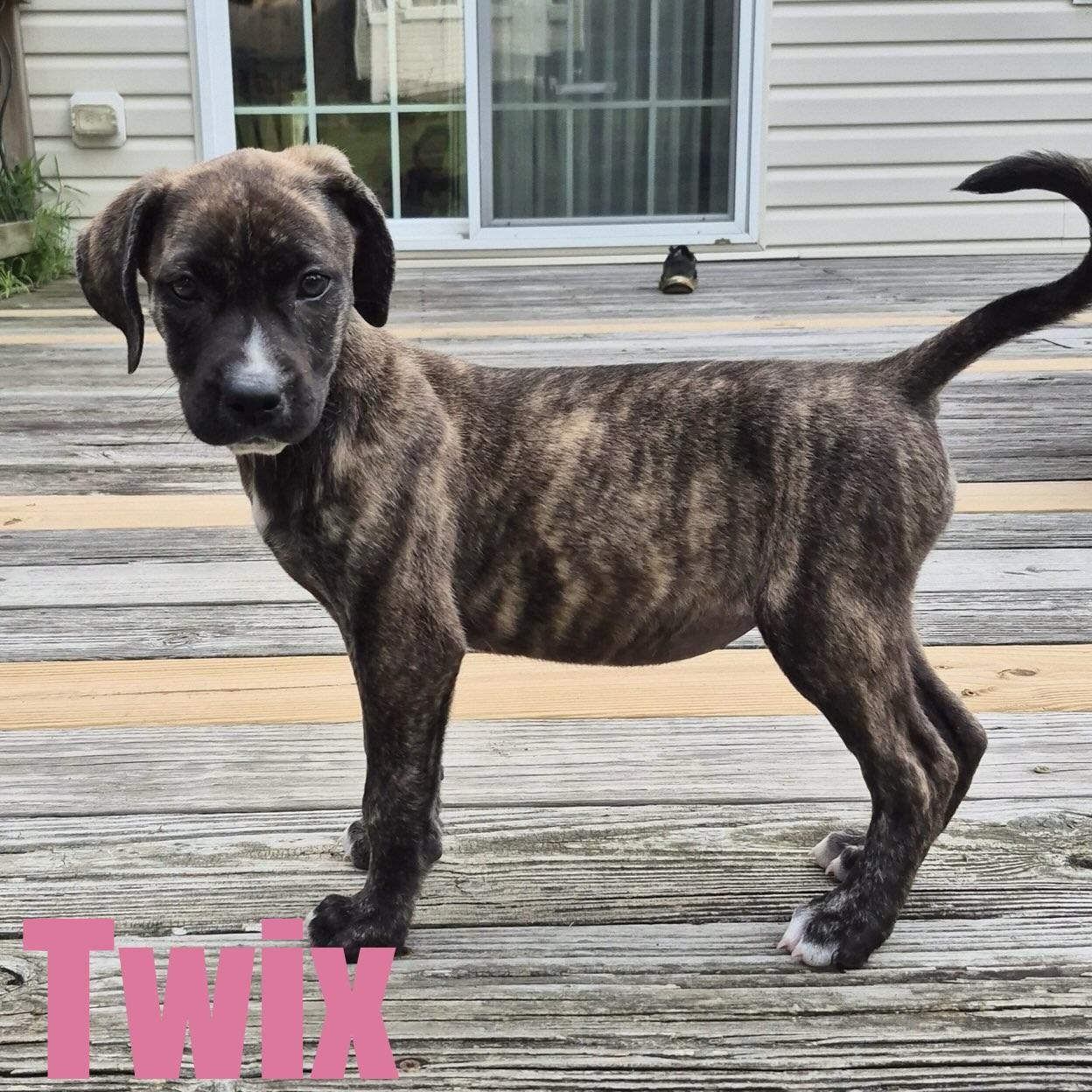 Twix, adopted, Puppy Female Hound & Mixed Breed.