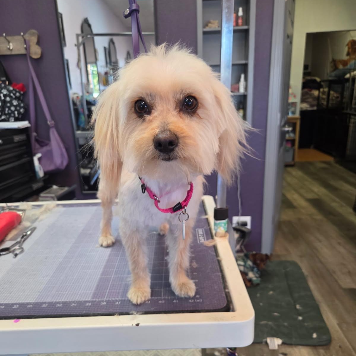 Enlarge Iris, an adopted mixed breed in Phoenix, AZ image 3/5