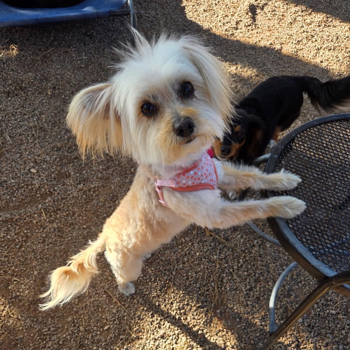 Enlarge Iris, an adopted mixed breed in Phoenix, AZ image 2/5