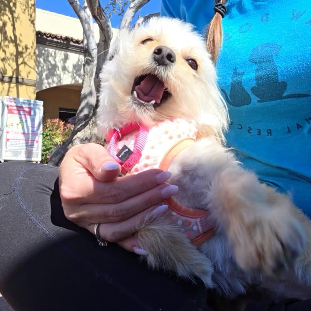 Enlarge Iris, an adopted mixed breed in Phoenix, AZ image 5/5