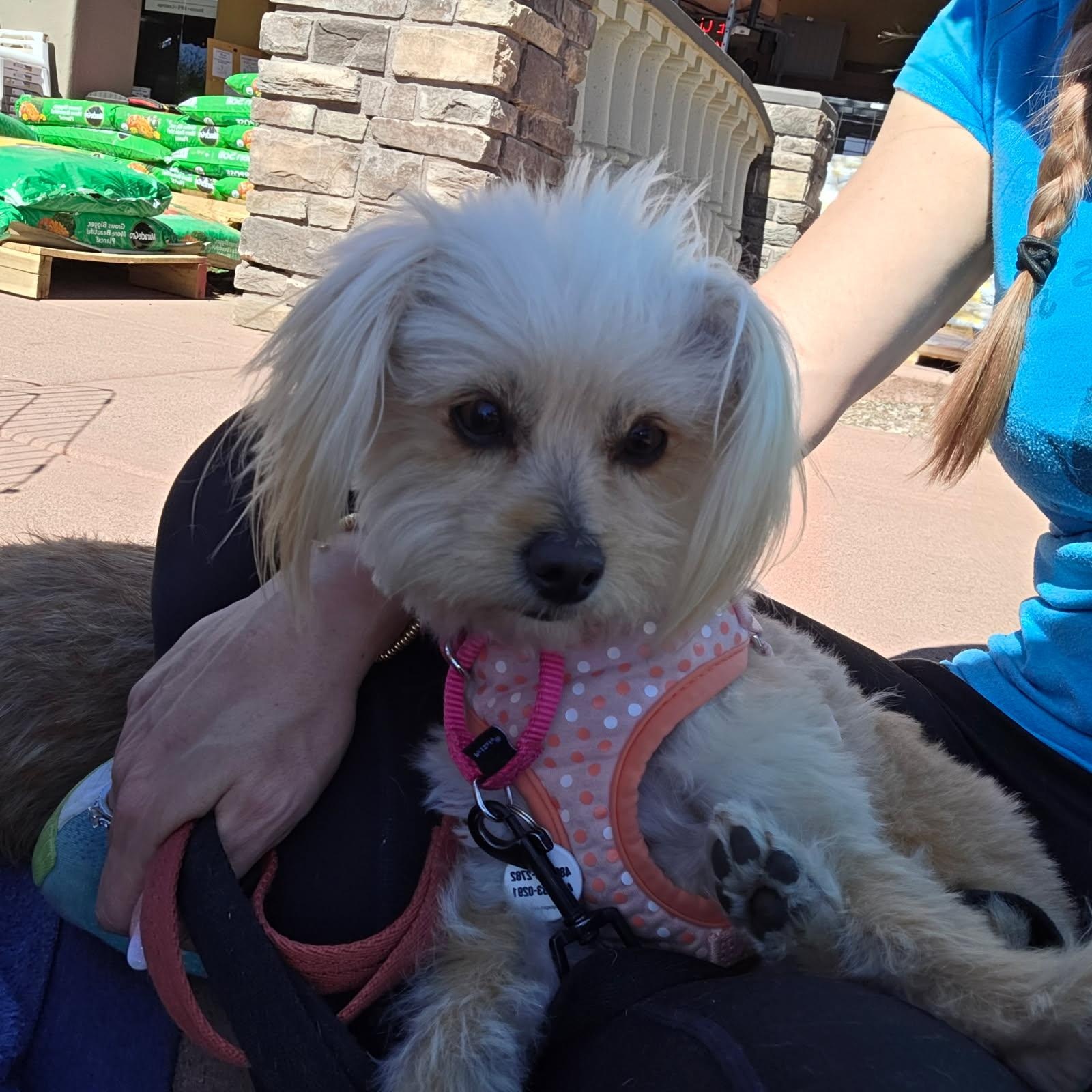 Enlarge Iris, an adopted mixed breed in Phoenix, AZ image 1/5