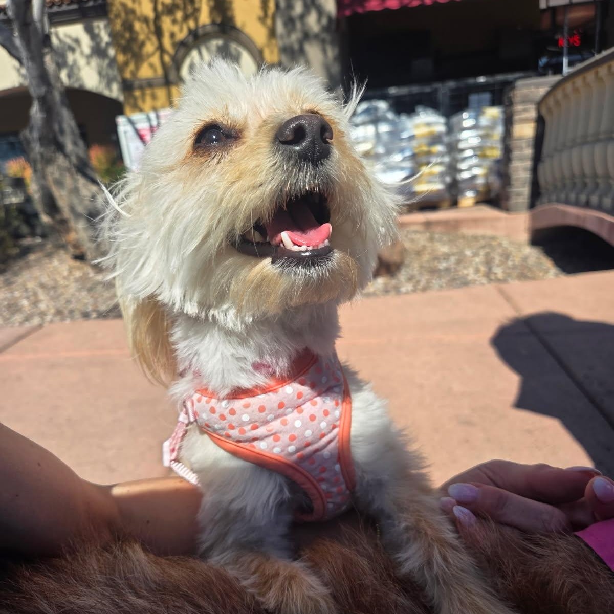 Enlarge Iris, an adopted mixed breed in Phoenix, AZ image 4/5