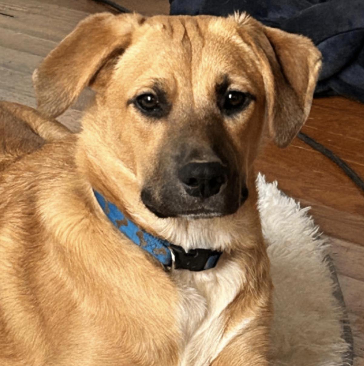 Friday Weekly - local guy, an adopted mixed breed in Andover, MA image 3/6