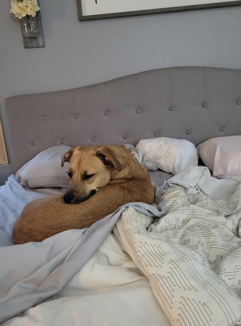 Friday Weekly - local guy, an adopted mixed breed in Andover, MA image 4/6