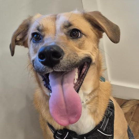 Friday Weekly - local guy, Adoptable, Young Male Boxer & Shepherd.