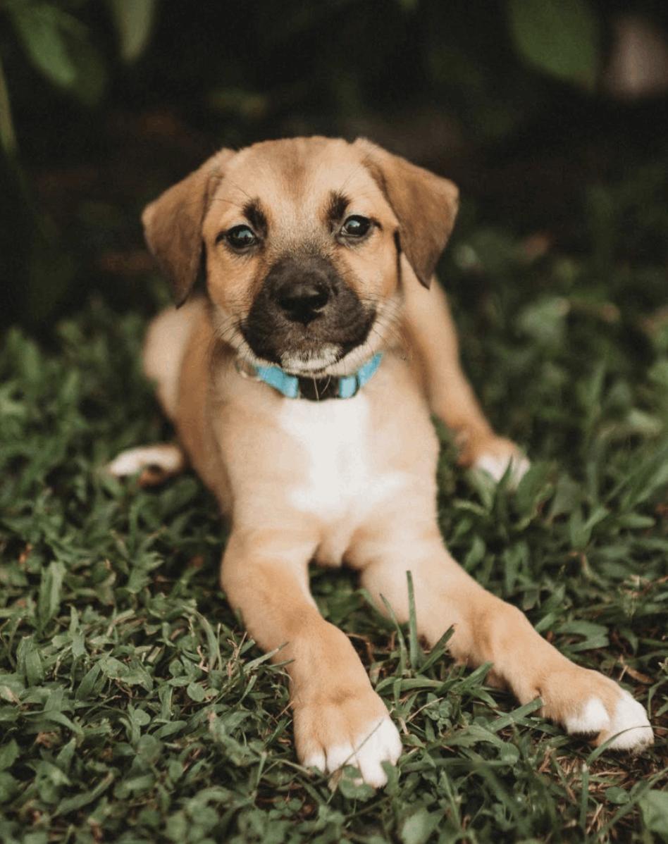 Friday Weekly - local guy, an adopted mixed breed in Andover, MA image 2/6