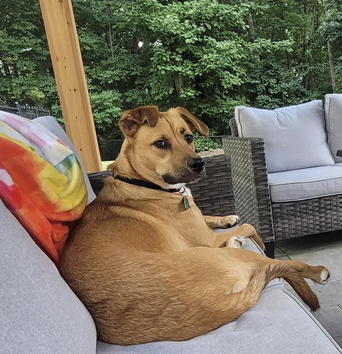 Friday Weekly - local guy, an adopted mixed breed in Andover, MA image 5/6