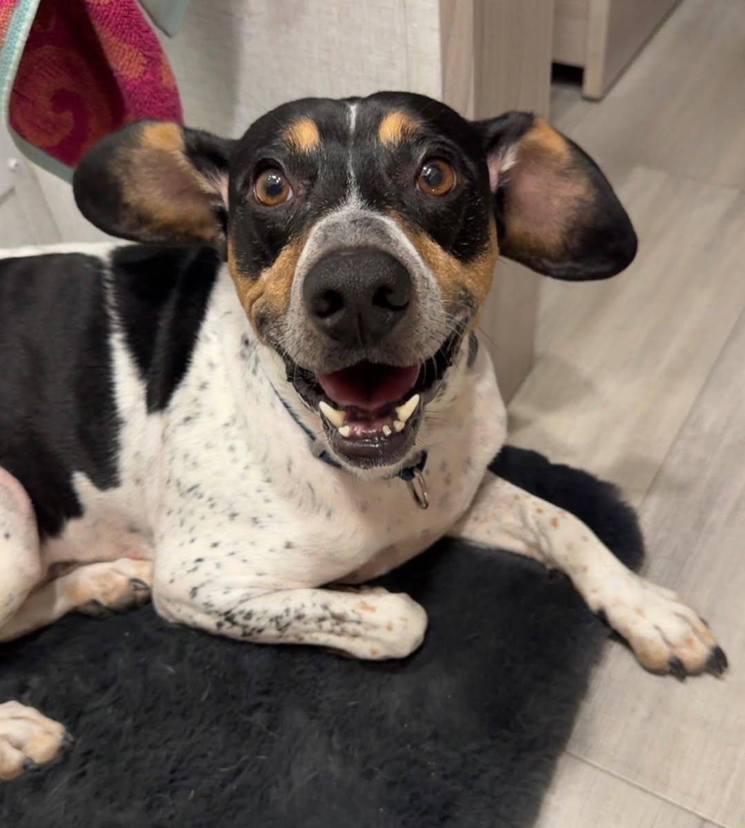 Cooper@, Adoptable, Adult Male Cattle Dog.