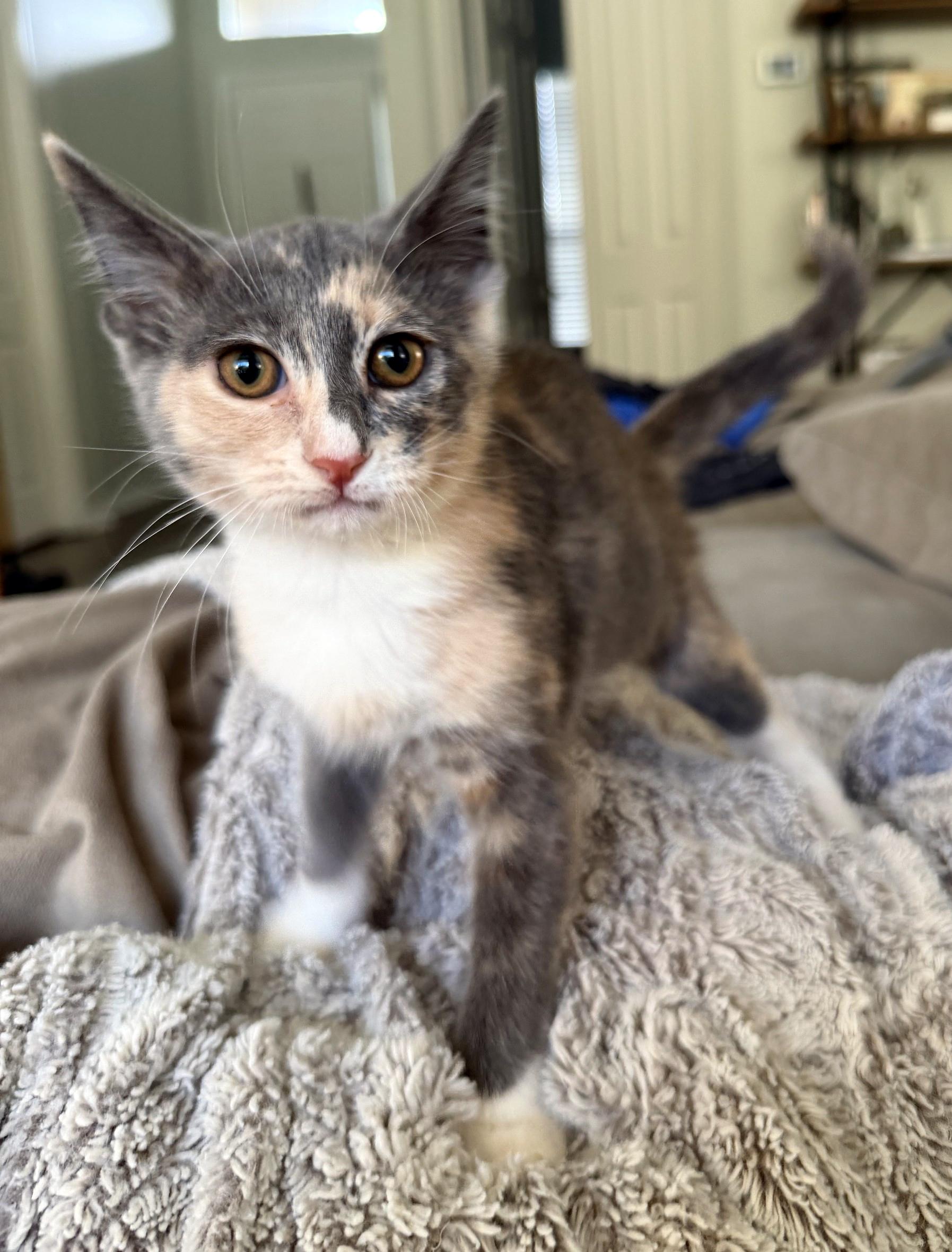 Rosie, an adopted mixed breed in Lake Monroe, FL image 3/4