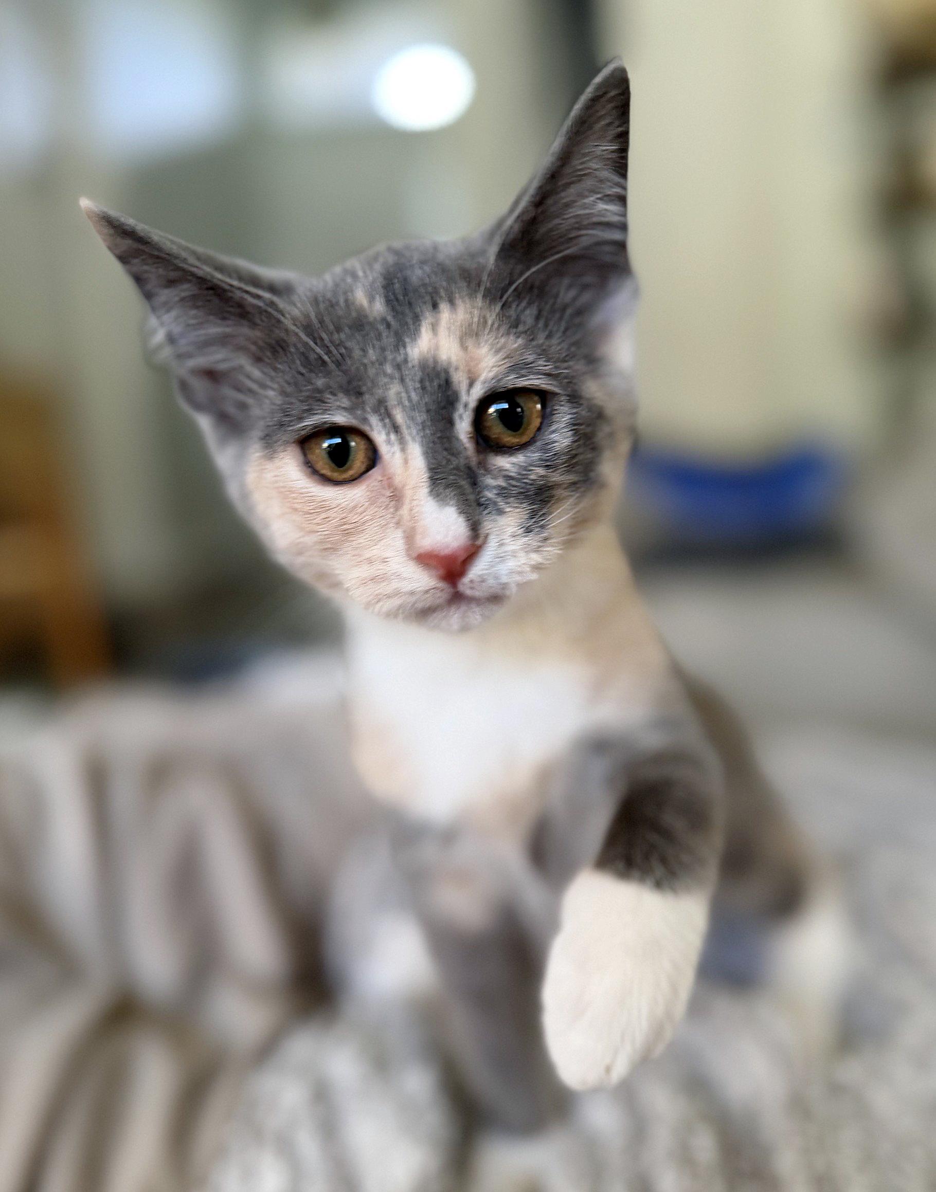 Rosie, an adopted mixed breed in Lake Monroe, FL image 2/4