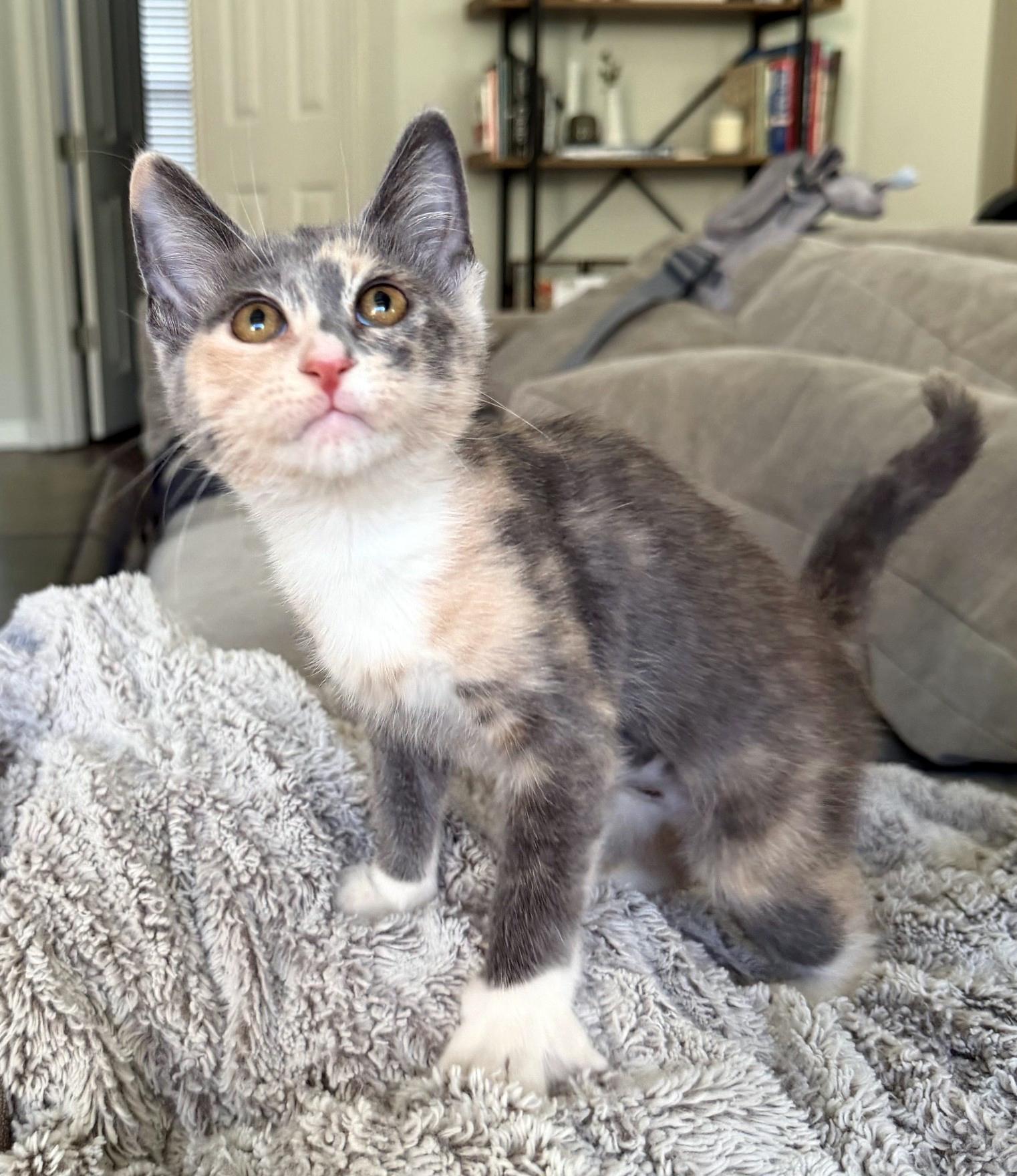 Rosie, adopted, Kitten Female Domestic Short Hair.