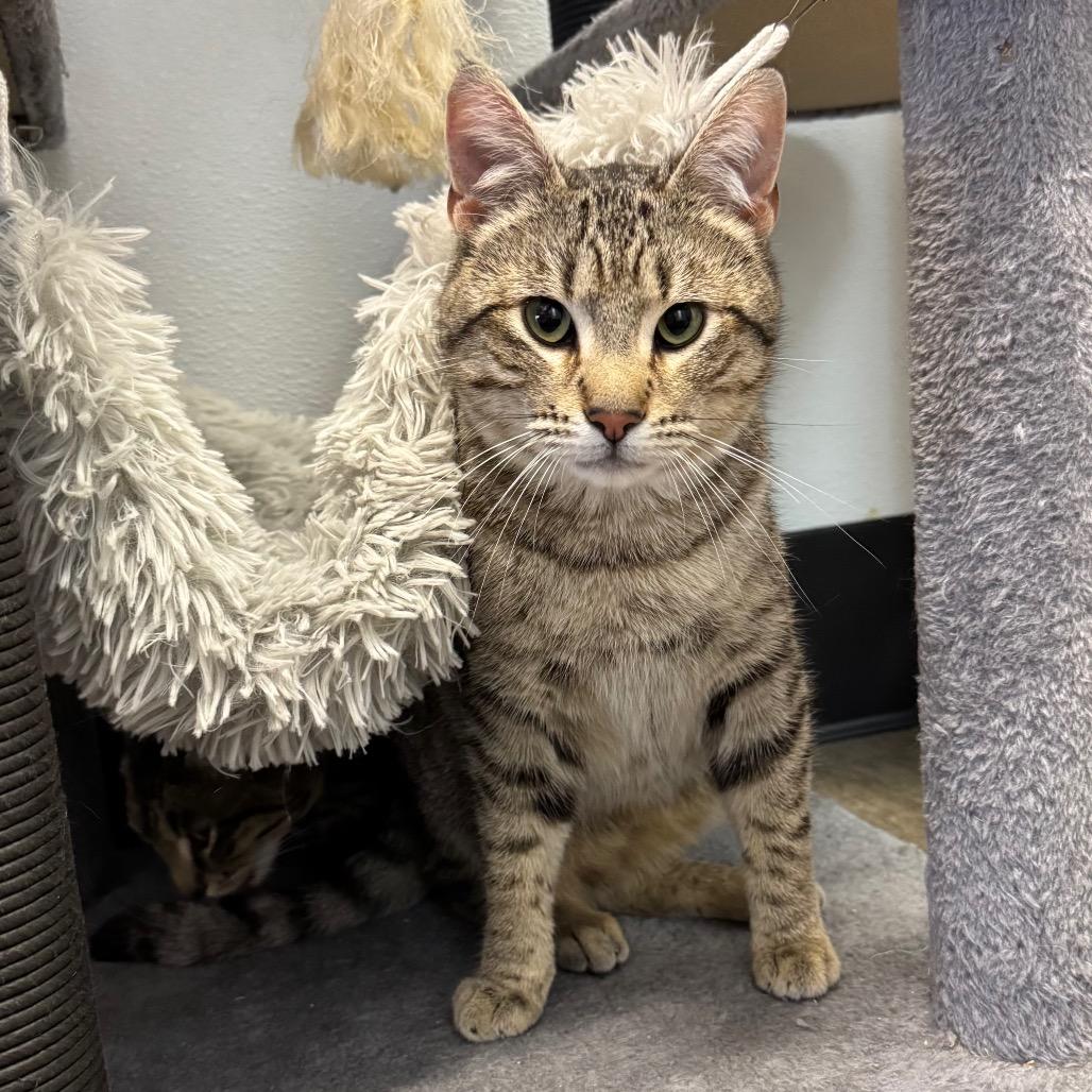 Enlarge Chip, a Adoptable Domestic Short Hair in Port Angeles, WA image 1/6