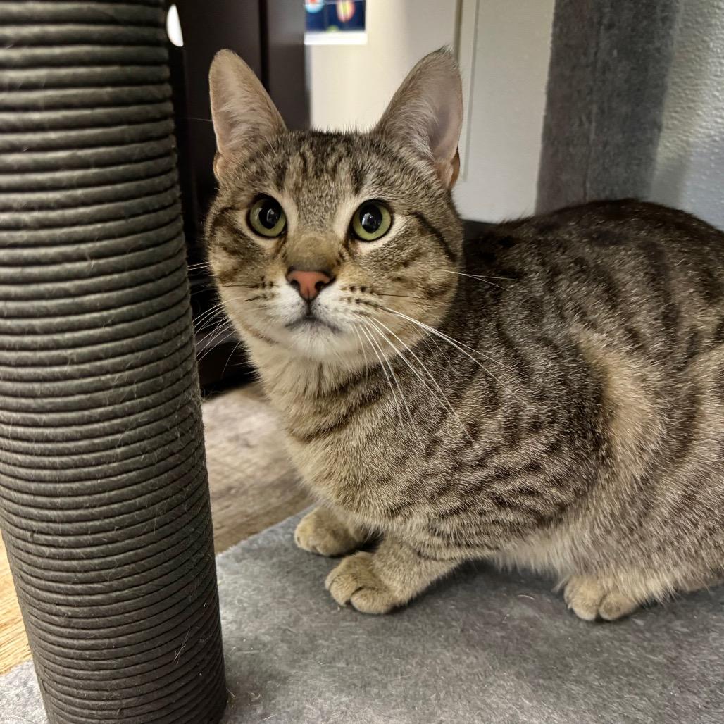 Enlarge Chip, a Adoptable Domestic Short Hair in Port Angeles, WA image 2/6