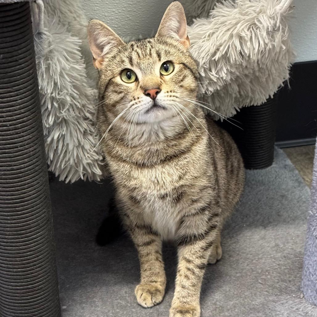 Enlarge Chip, a Adoptable Domestic Short Hair in Port Angeles, WA image 3/6