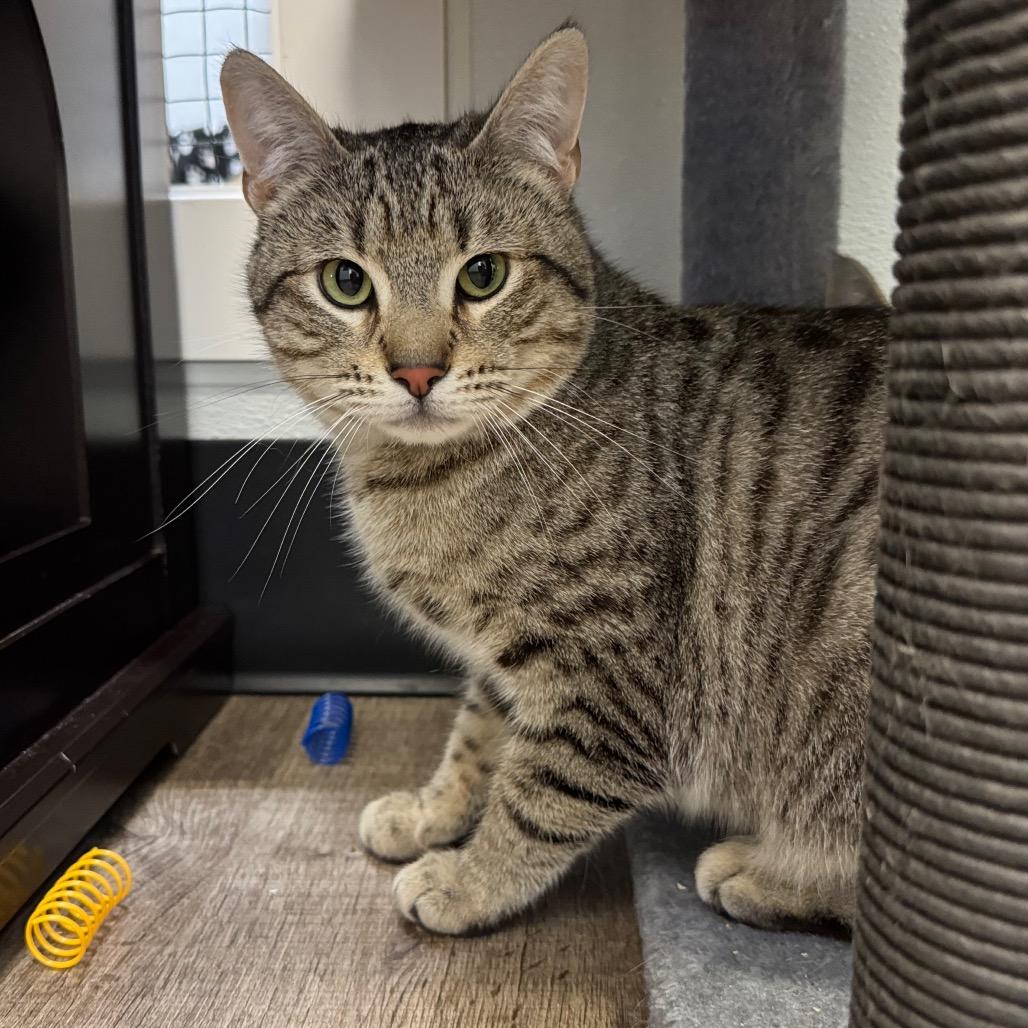 Enlarge Chip, a Adoptable Domestic Short Hair in Port Angeles, WA image 4/6