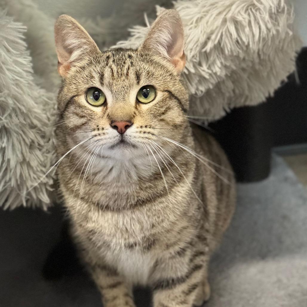 Enlarge Chip, a Adoptable Domestic Short Hair in Port Angeles, WA image 5/6