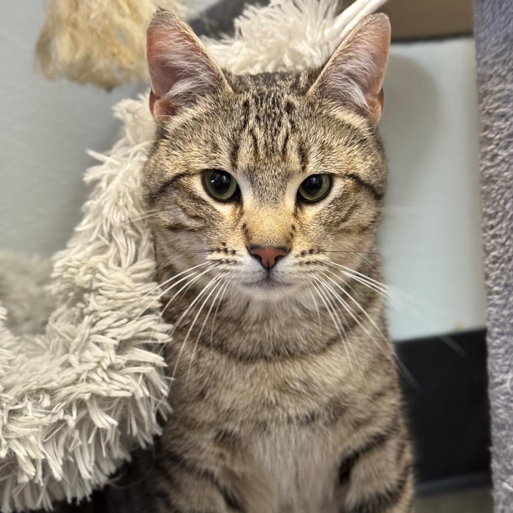 Enlarge Chip, a Adoptable Domestic Short Hair in Port Angeles, WA image 6/6