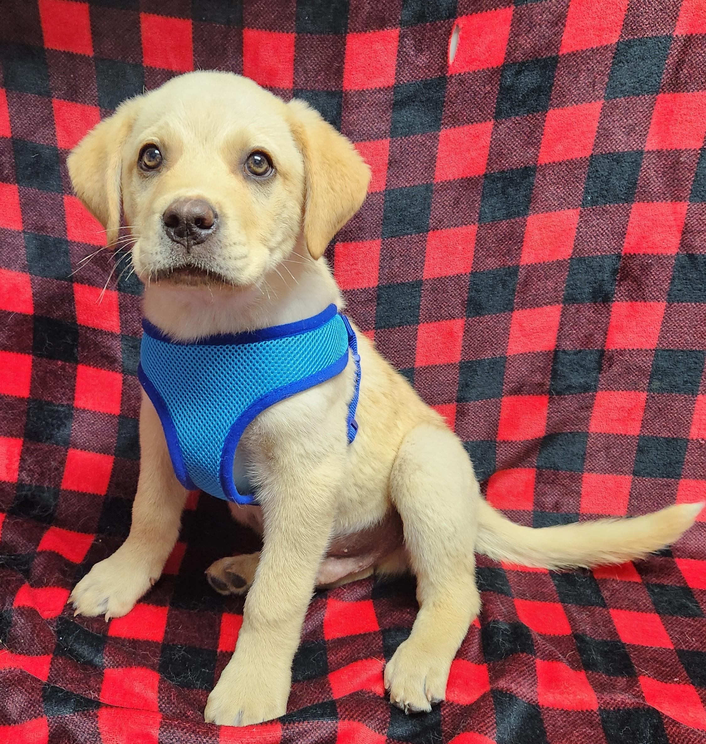 Enlarge Mack, an adopted mixed breed in Siloam Springs, AR image 1/3