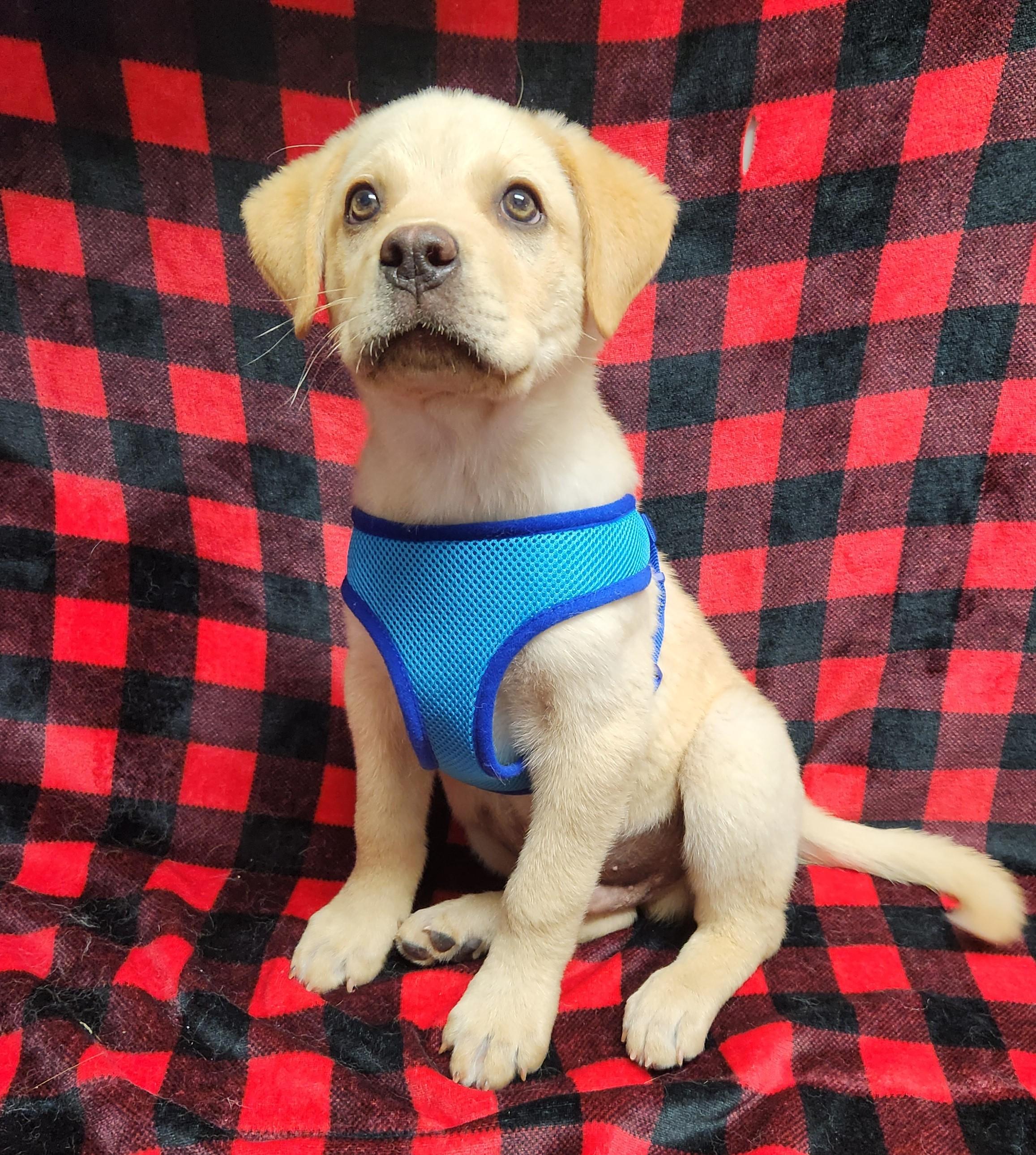 Enlarge Mack, an adopted mixed breed in Siloam Springs, AR image 3/3