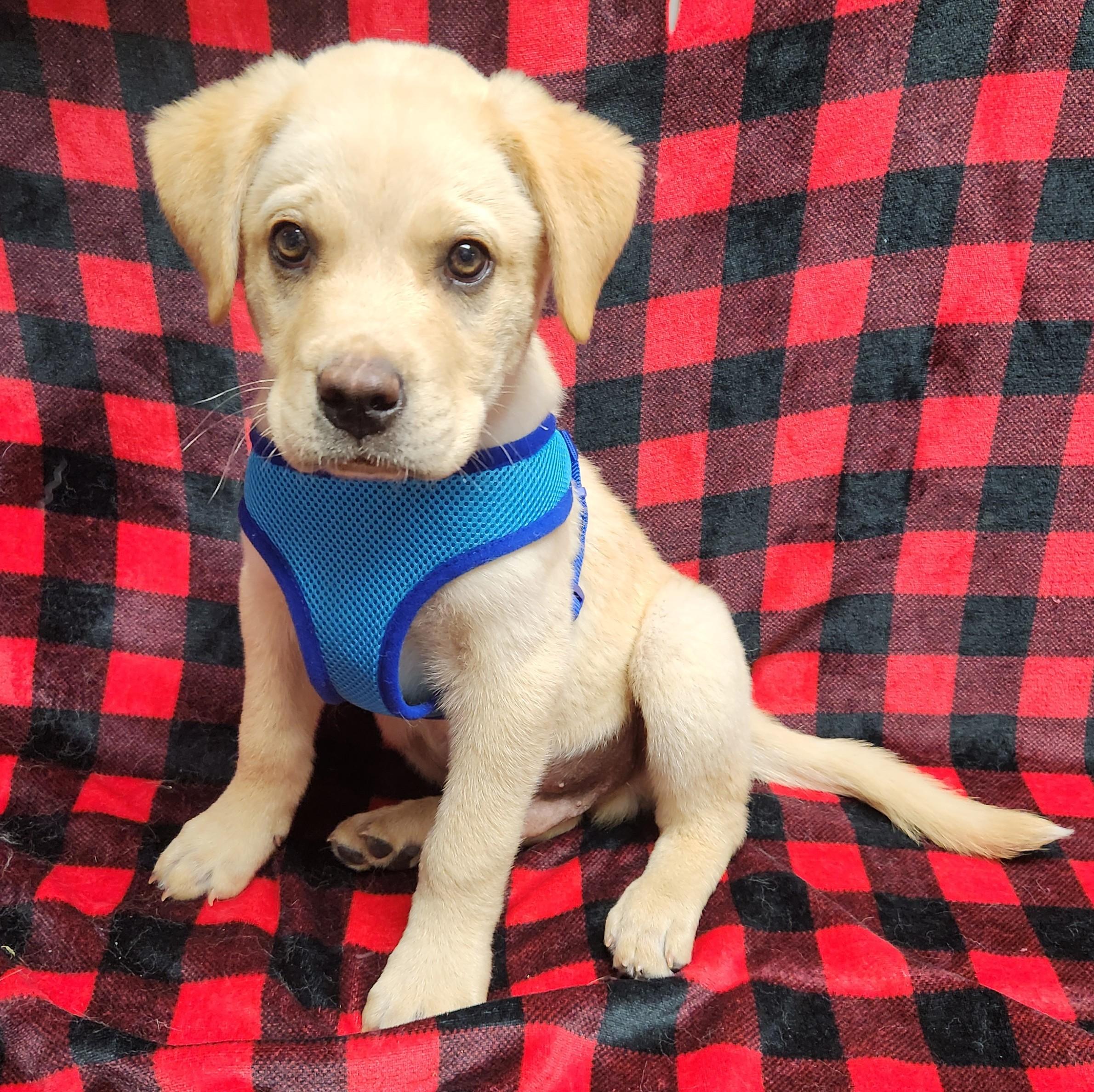 Enlarge Mack, an adopted mixed breed in Siloam Springs, AR image 2/3