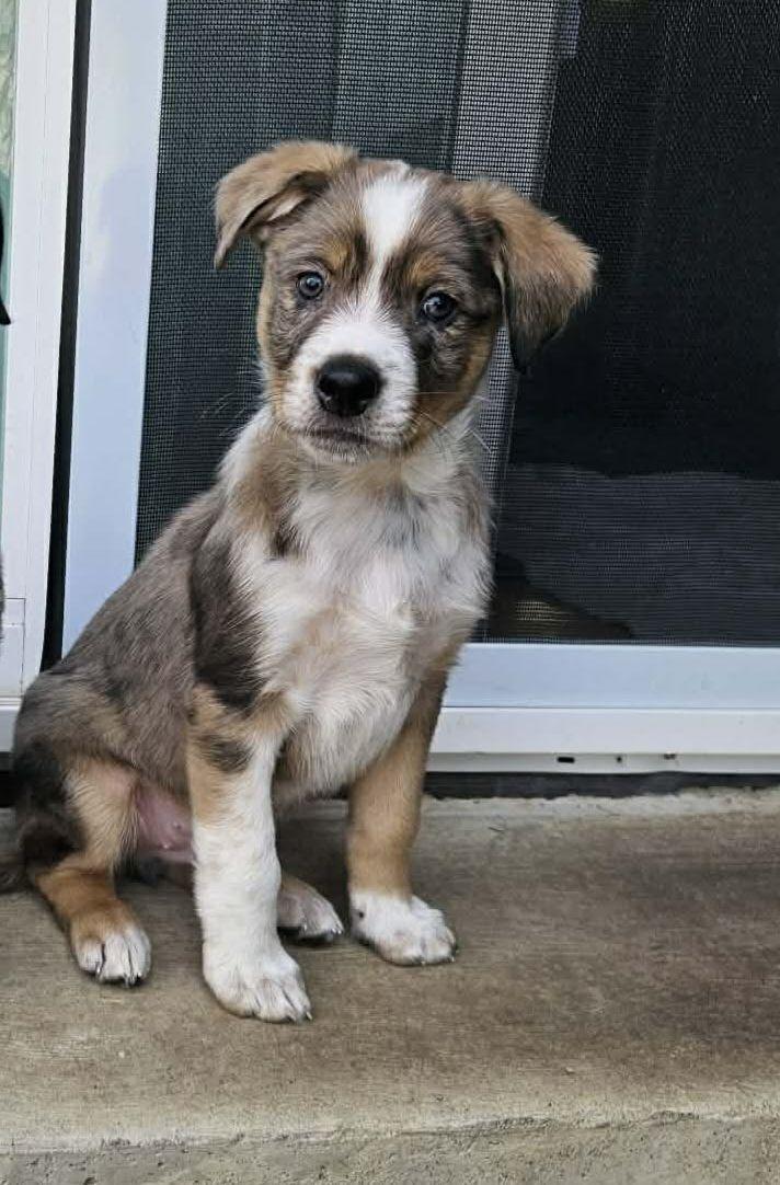 Churro - ADOPTION PENDING, Adopted, Young Male Catahoula Leopard Dog.