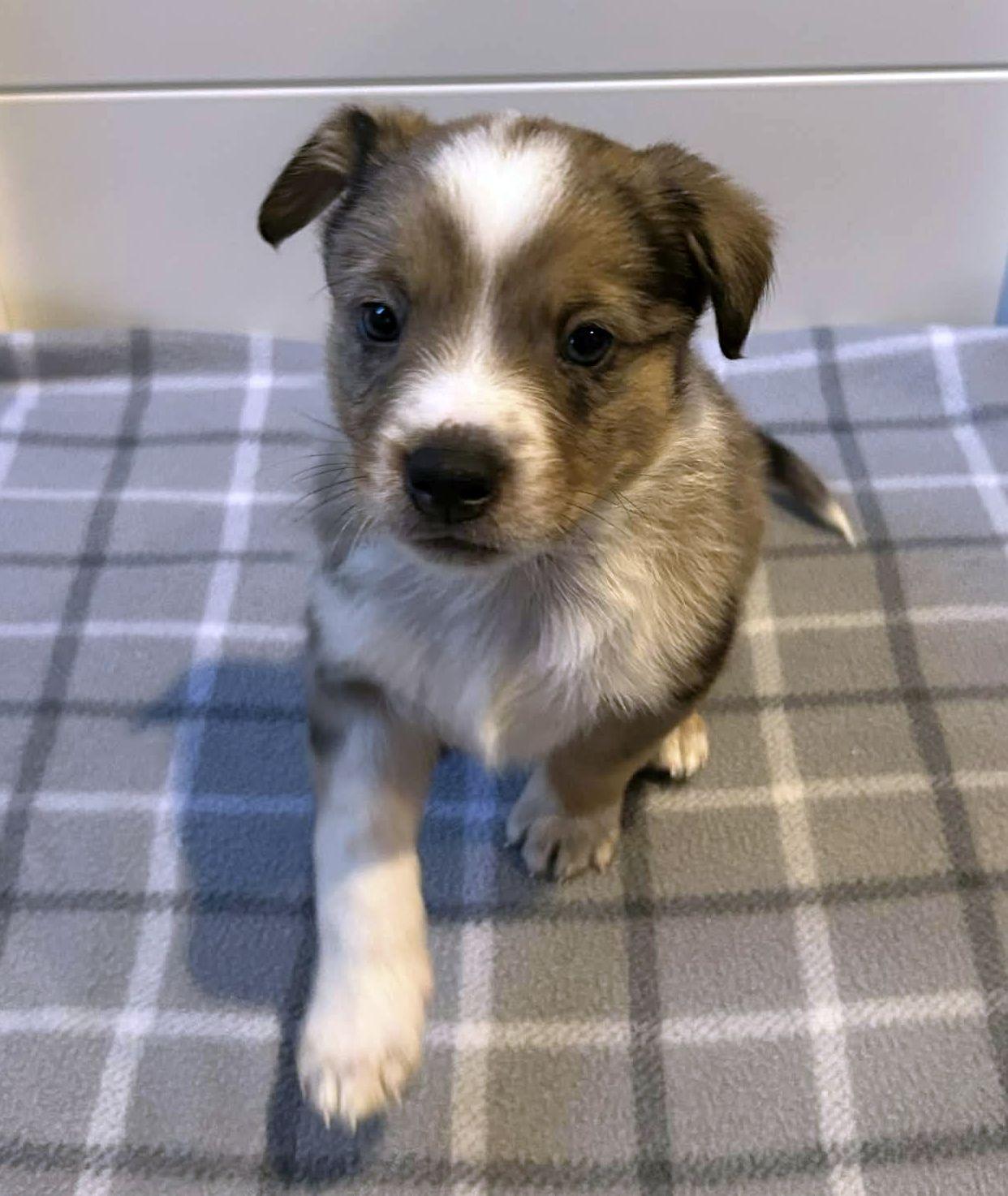 Enlarge Churro - ADOPTION PENDING, a Adopted mixed breed in LEWISTON, ID image 2/5