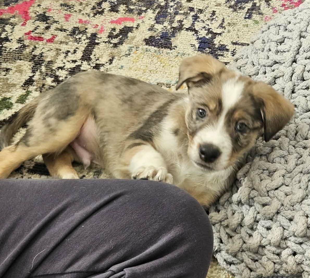 Enlarge Churro - ADOPTION PENDING, a Adopted mixed breed in LEWISTON, ID image 3/5