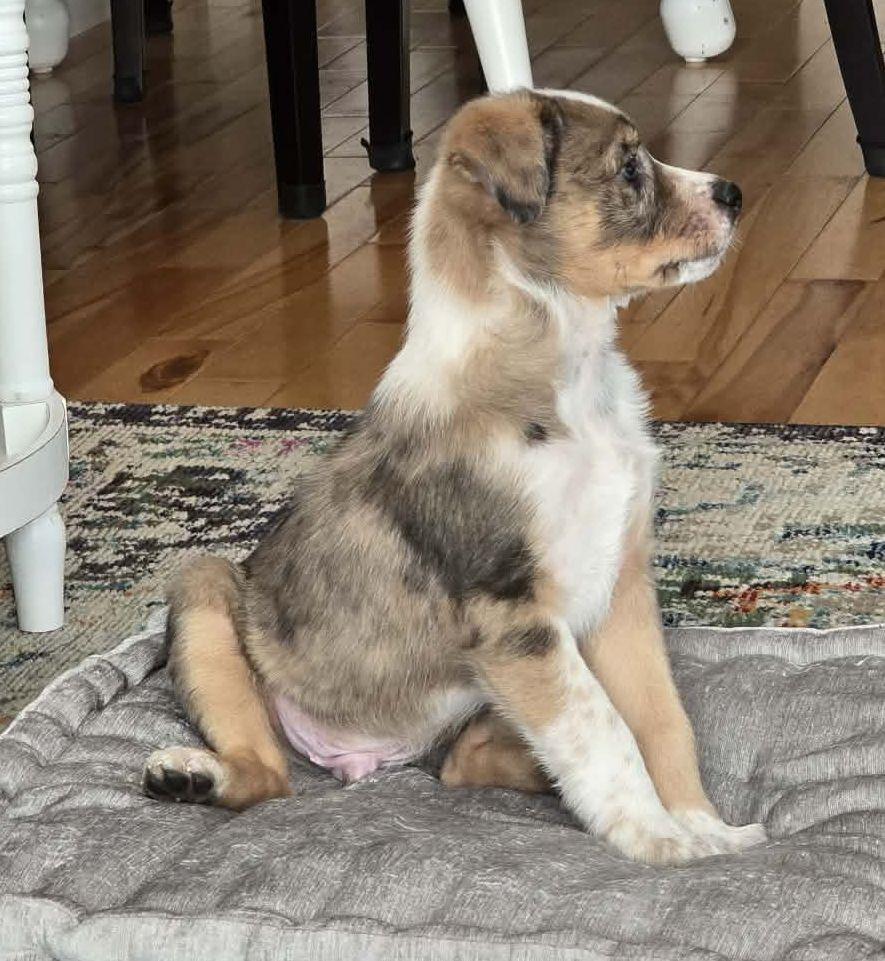 Enlarge Churro - ADOPTION PENDING, a Adopted mixed breed in LEWISTON, ID image 4/5