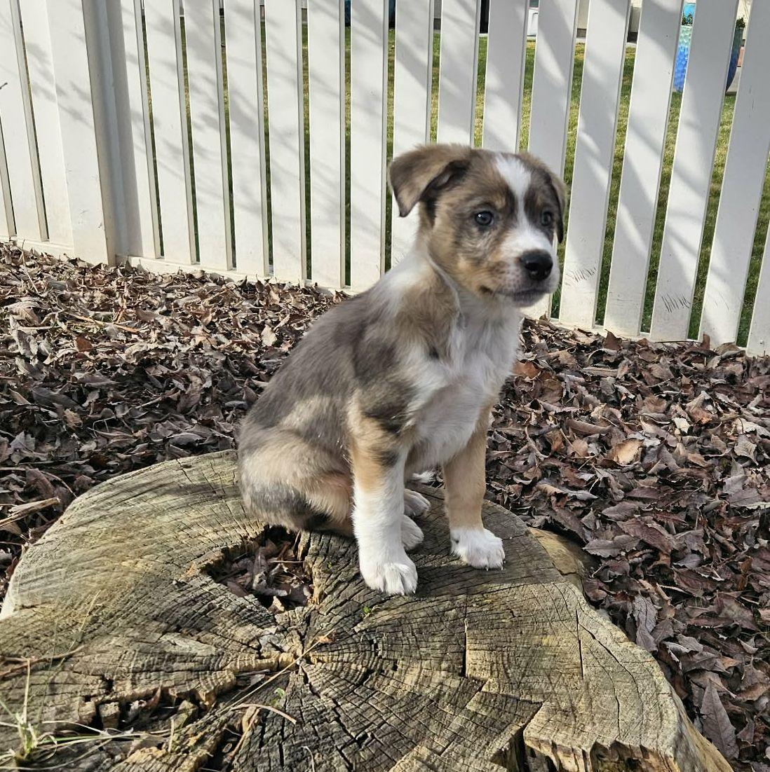 Enlarge Churro - ADOPTION PENDING, a Adopted mixed breed in LEWISTON, ID image 5/5