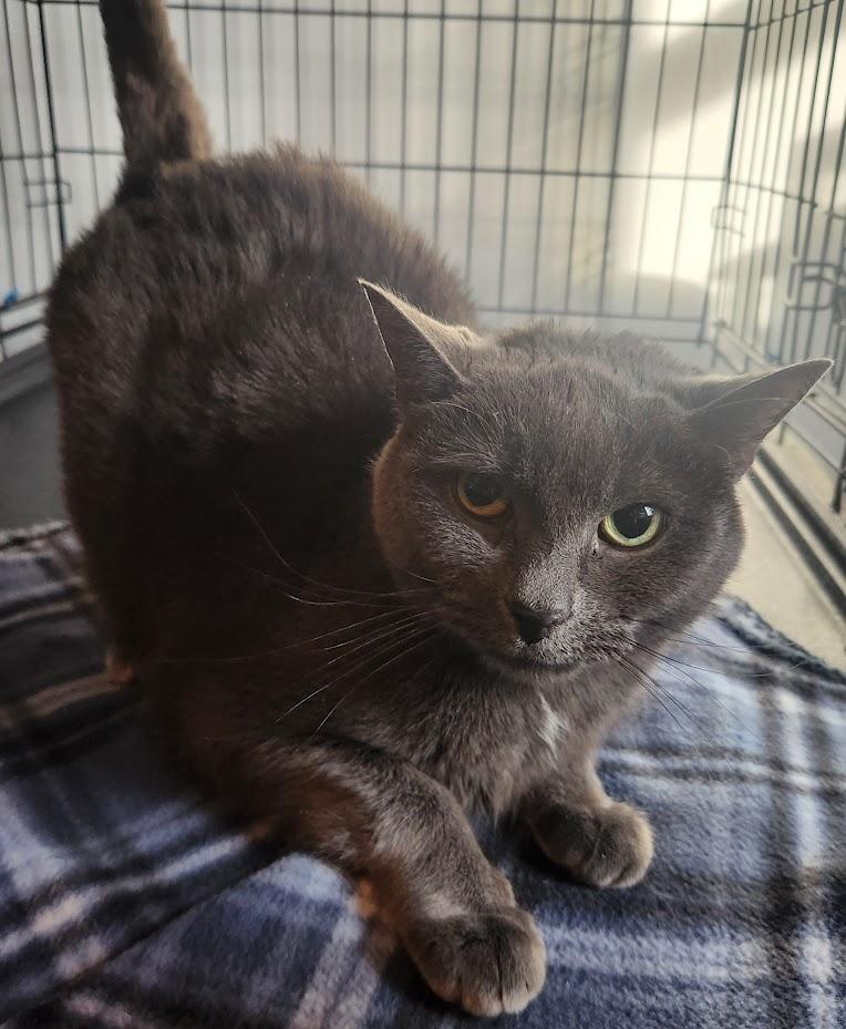 Sasha, Adoptable, Adult Female Domestic Short Hair.