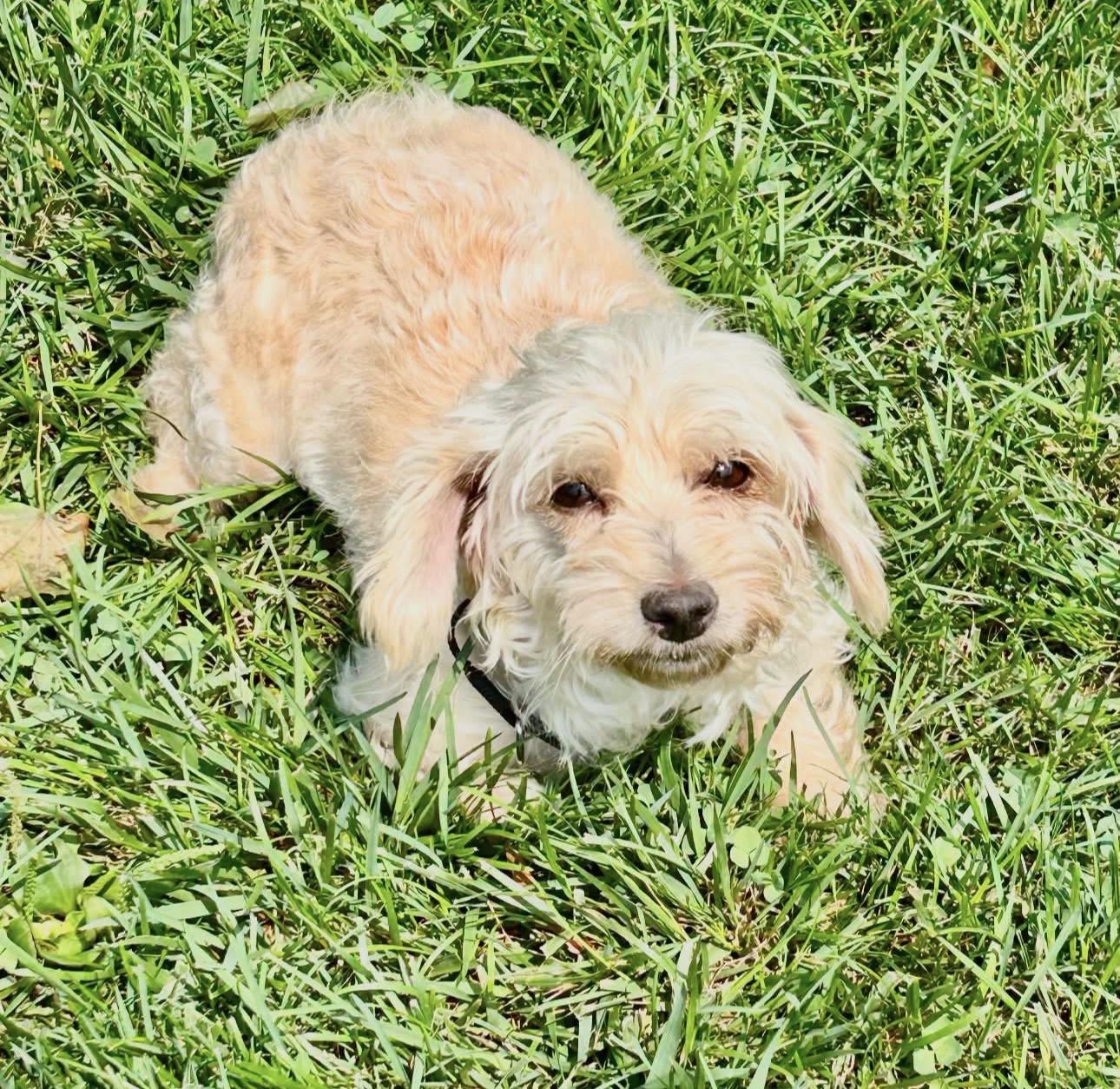 Enlarge Laurynn, an adopted mixed breed in Kutztown, PA image 1/1