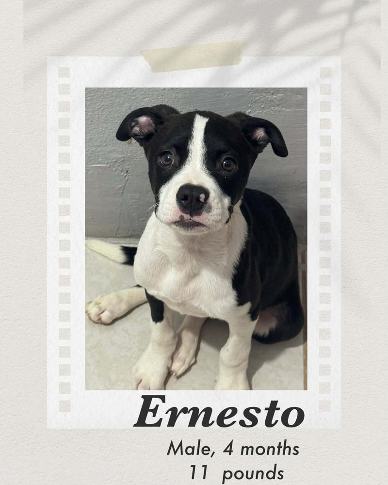 Ernesto, Adoptable, Puppy Male Boxer & American Staffordshire Terrier.