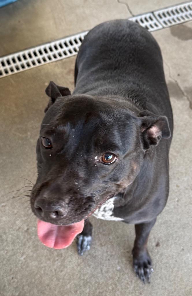 Enlarge Sweetie, a Adoptable mixed breed in Fayetteville, TN image 1/1