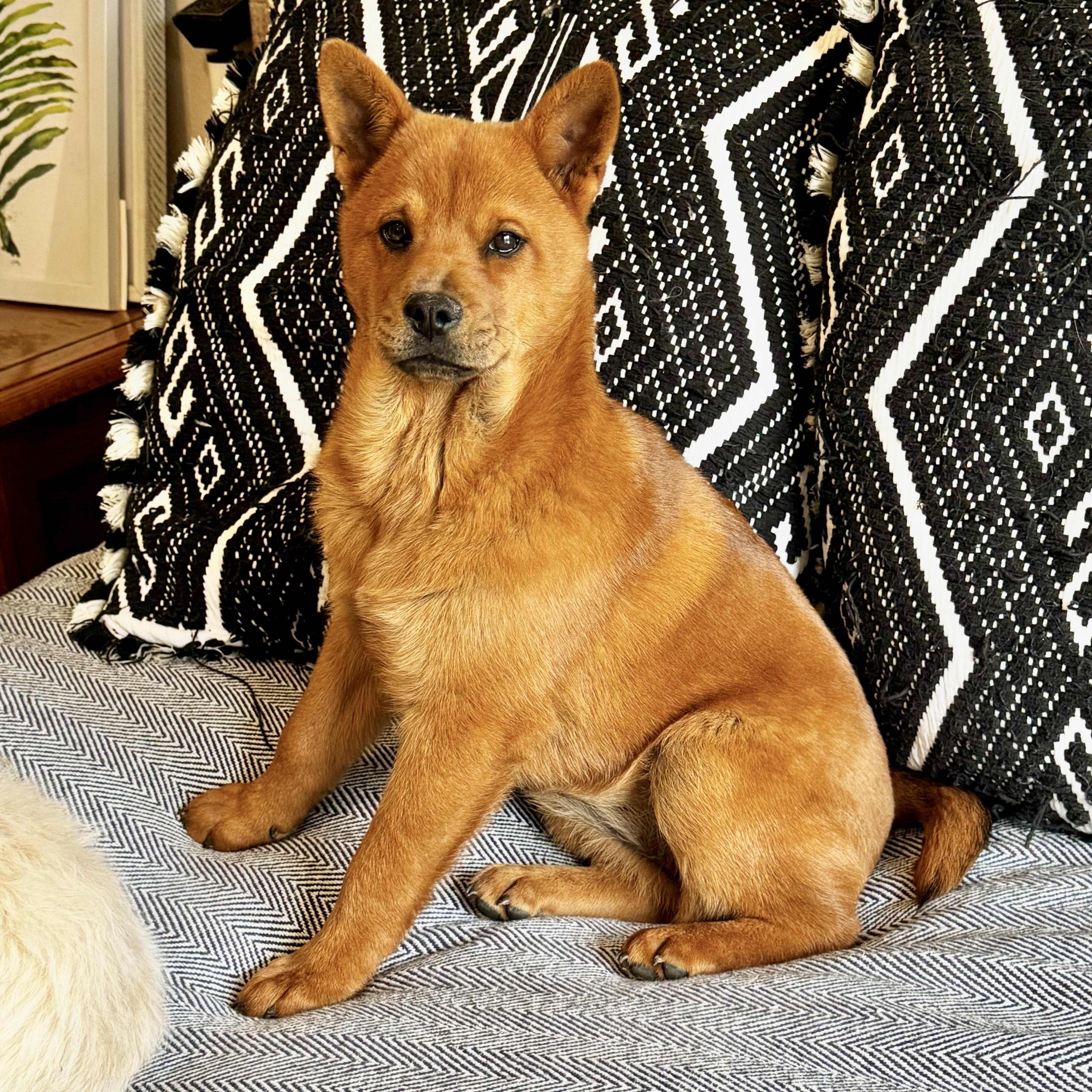 Enlarge Mochi, a Adoptable mixed breed in East Syracuse, NY image 1/5