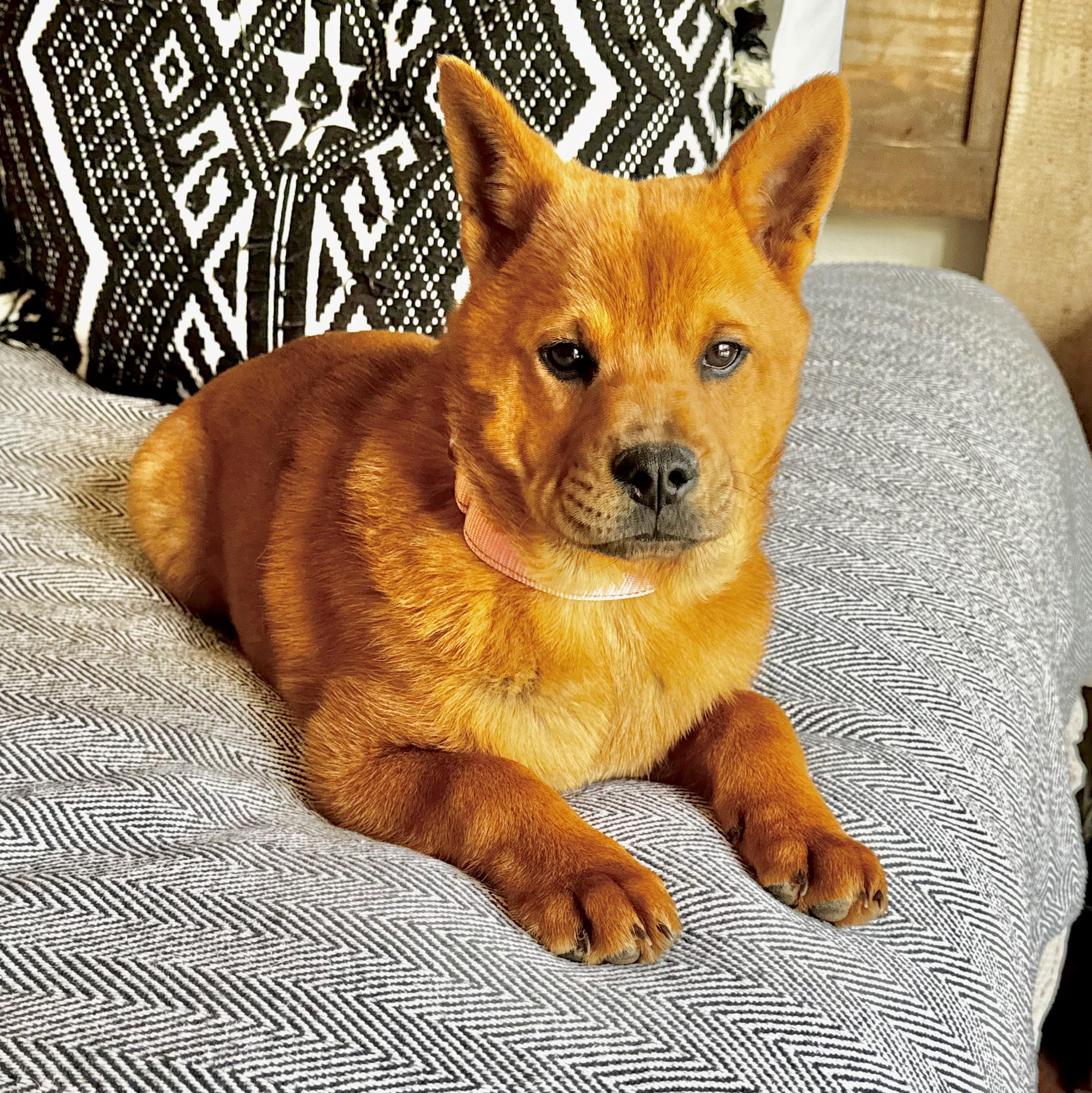 Enlarge Mochi, a Adoptable mixed breed in East Syracuse, NY image 3/5