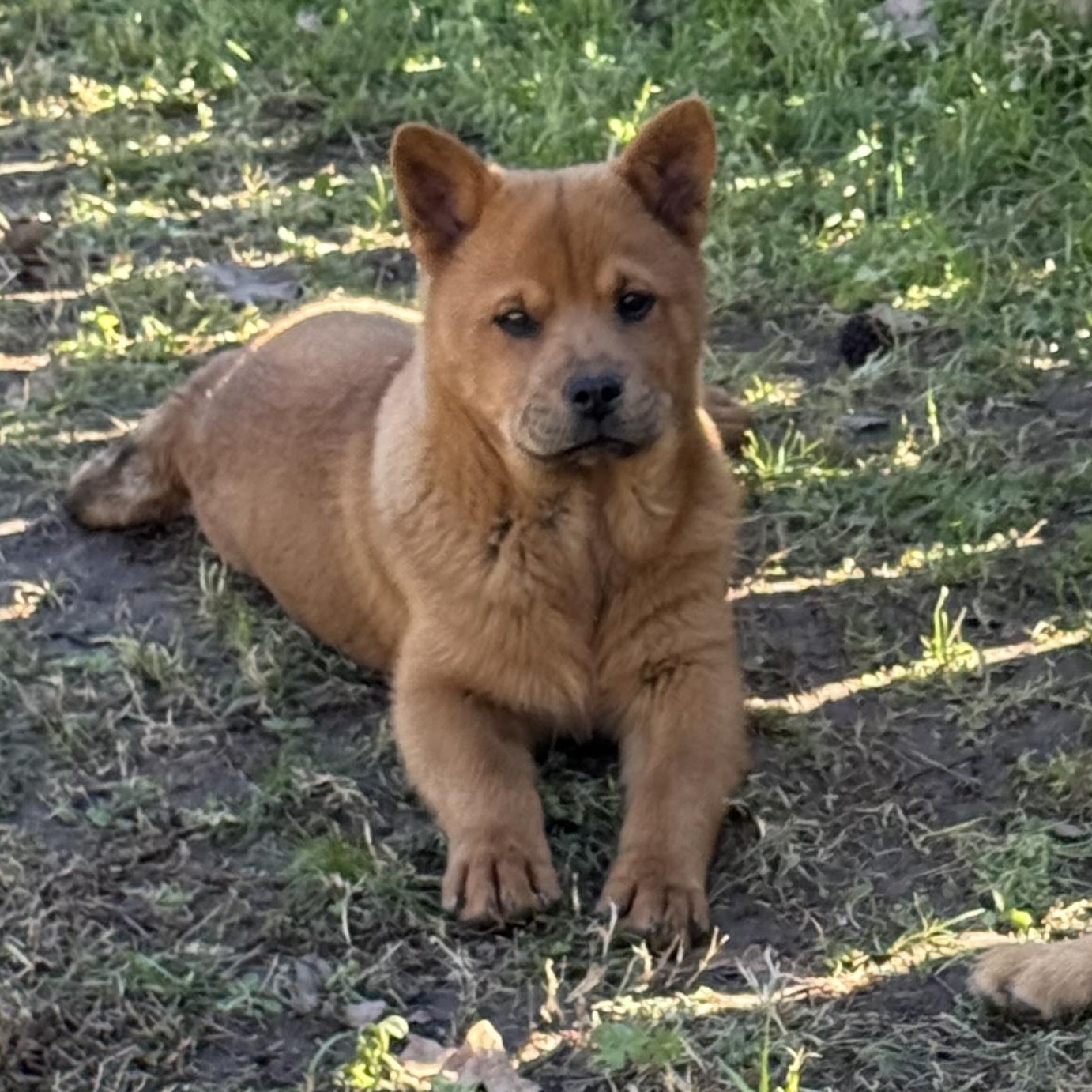 Enlarge Mochi, a Adoptable mixed breed in East Syracuse, NY image 2/5