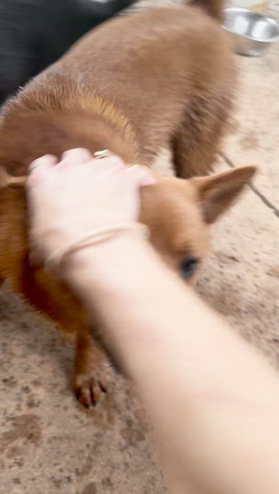 Enlarge Mochi, a Adoptable mixed breed in East Syracuse, NY video 4/7
