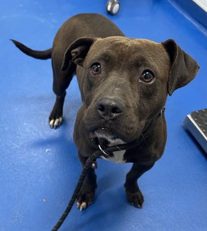 Gardenia , ADOPTABLE, Adult Female Terrier.