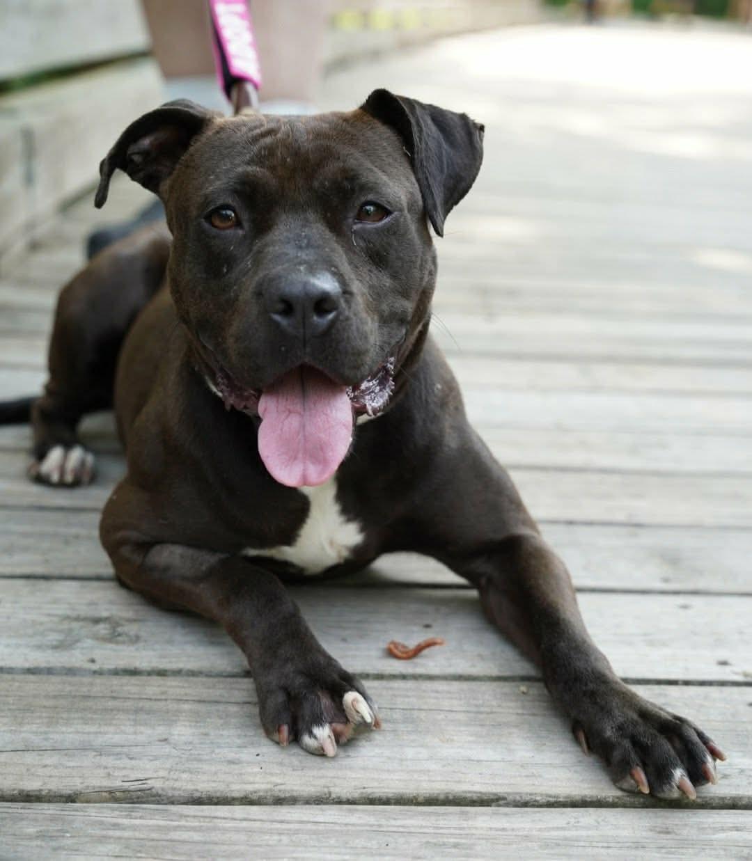 Enlarge Gardenia , a ADOPTABLE mixed breed in Lancaster, SC image 1/2