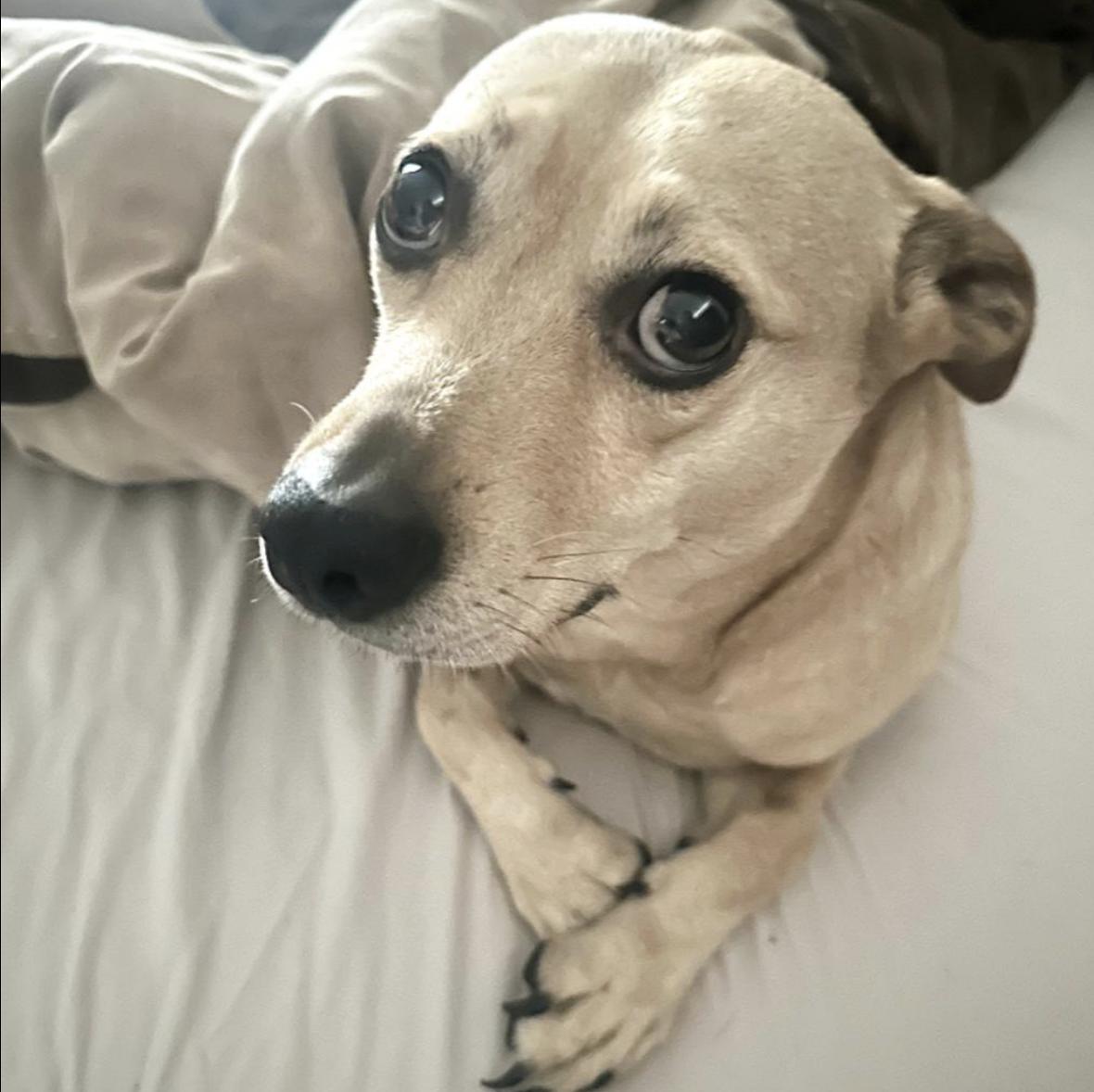 Sadie