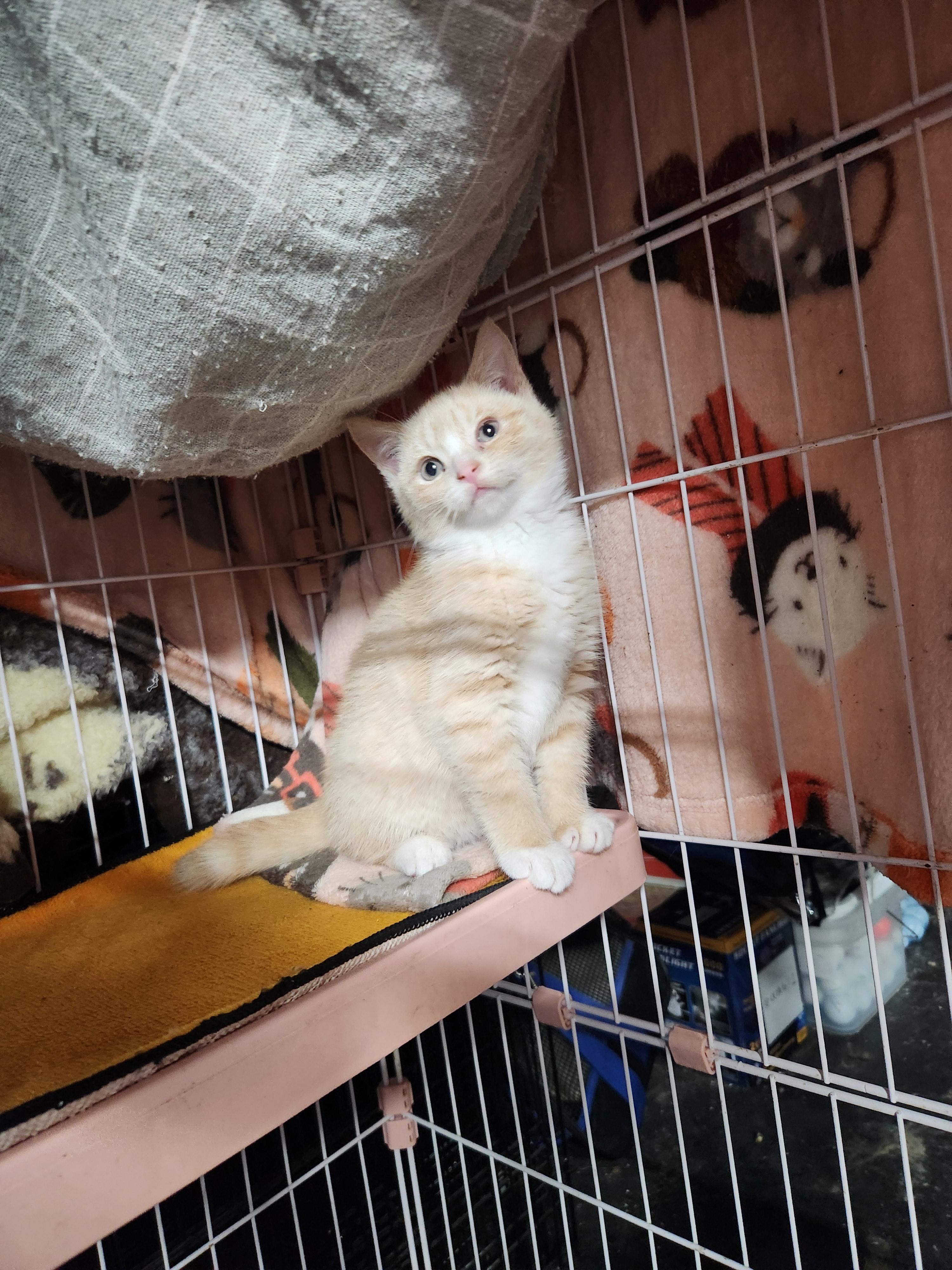 Enlarge Zamboni, a ADOPTABLE Domestic Short Hair in Hellertown, PA image 1/1