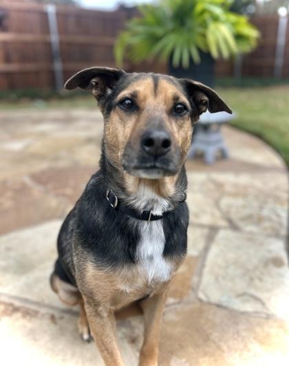 Enlarge Ariel, a Adoptable mixed breed in McKinney, TX image 1/3