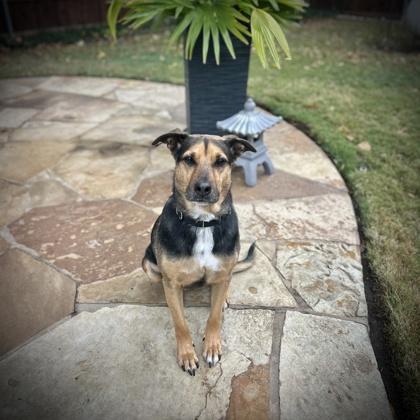 Enlarge Ariel, a Adoptable mixed breed in McKinney, TX image 2/3