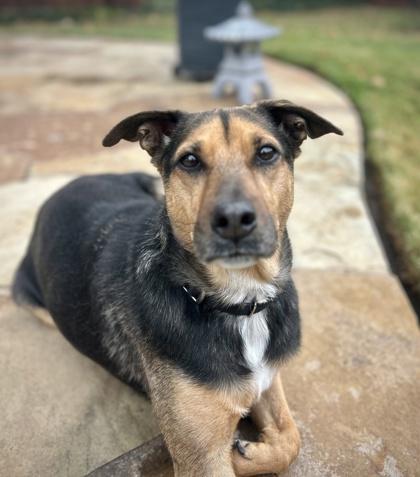 Enlarge Ariel, a Adoptable mixed breed in McKinney, TX image 3/3