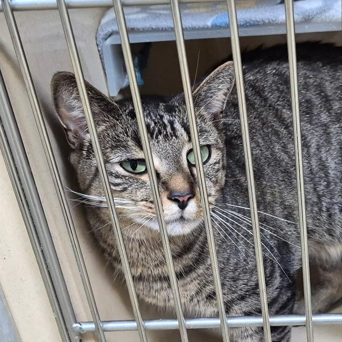 Enlarge Sage, a Adoptable mixed breed in Clarksville, VA image 3/4