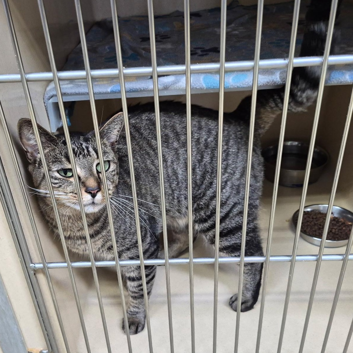 Enlarge Sage, a Adoptable mixed breed in Clarksville, VA image 2/4