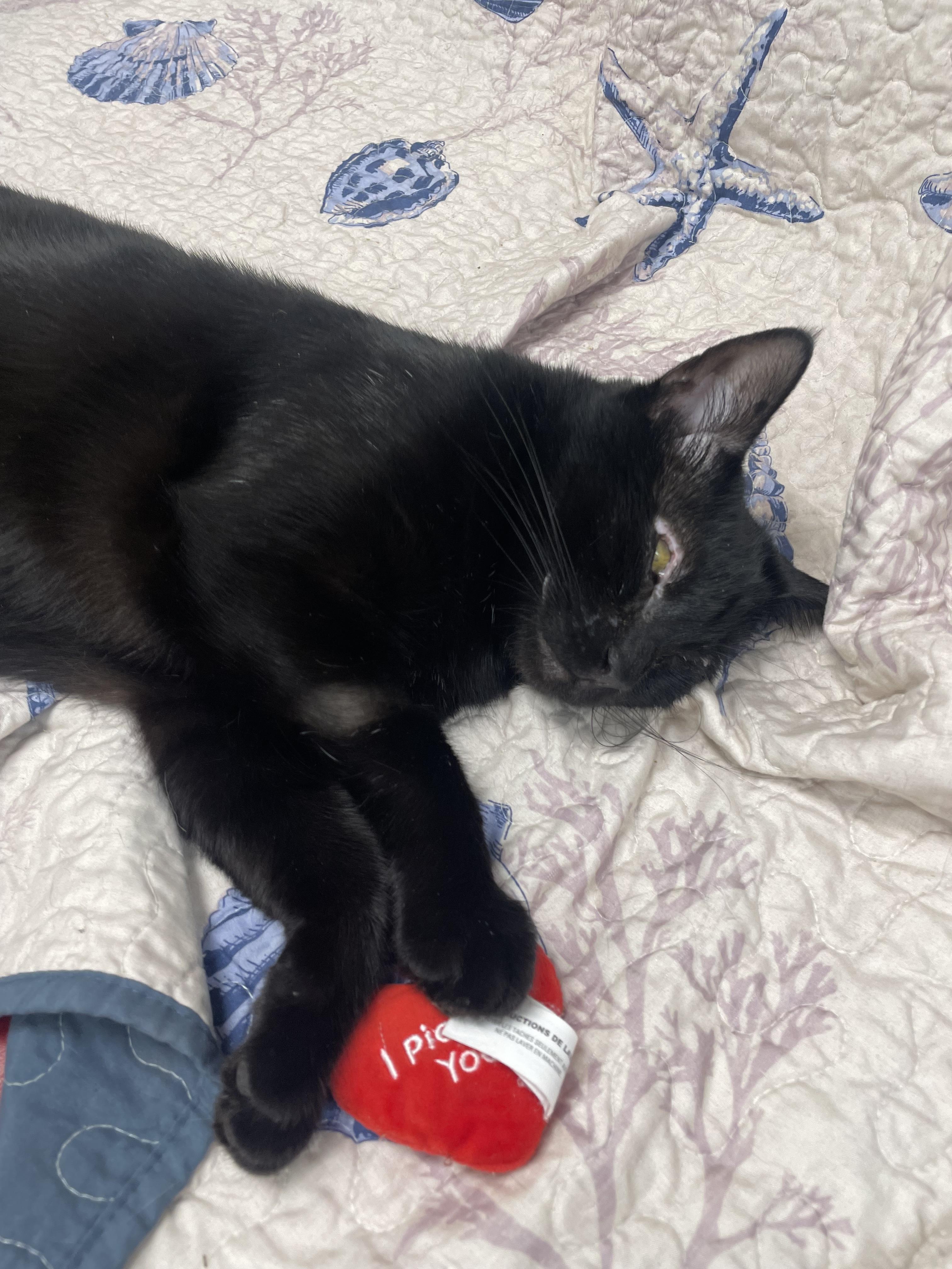 Lady Bug, a ADOPTABLE Domestic Short Hair in Fernandina Beach, FL image 3/5