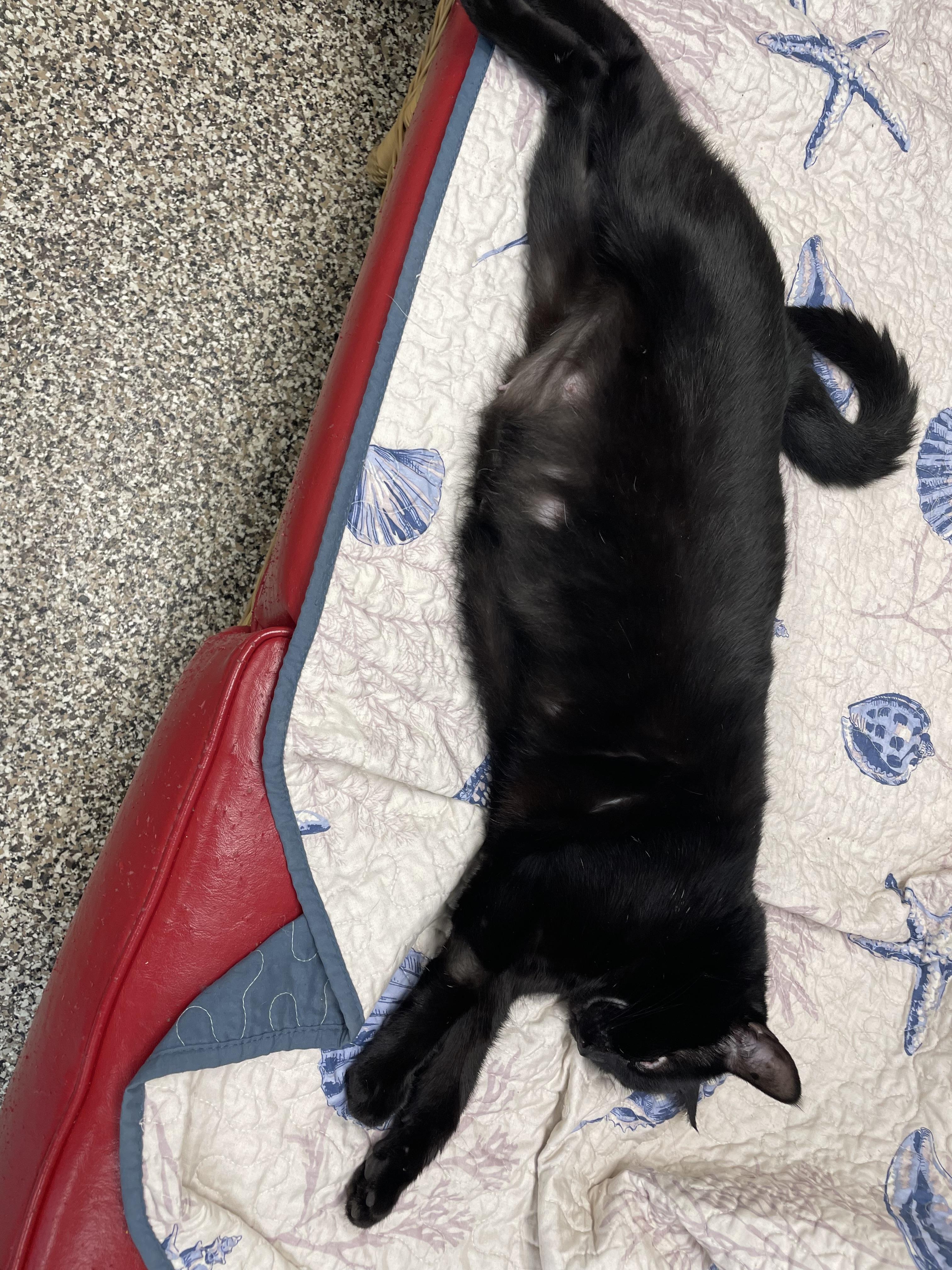 Lady Bug, a ADOPTABLE Domestic Short Hair in Fernandina Beach, FL image 5/5