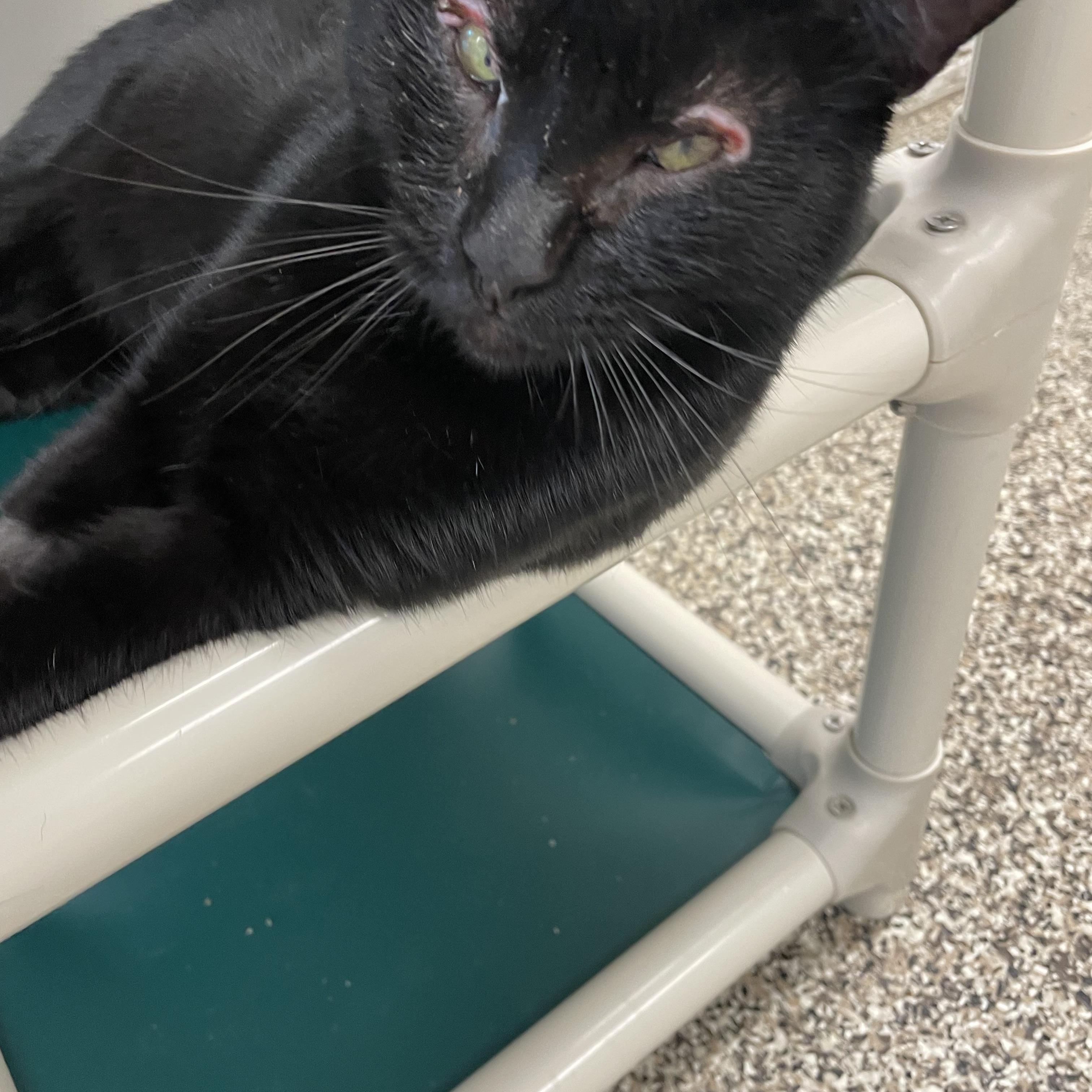 Lady Bug, a ADOPTABLE Domestic Short Hair in Fernandina Beach, FL image 4/5